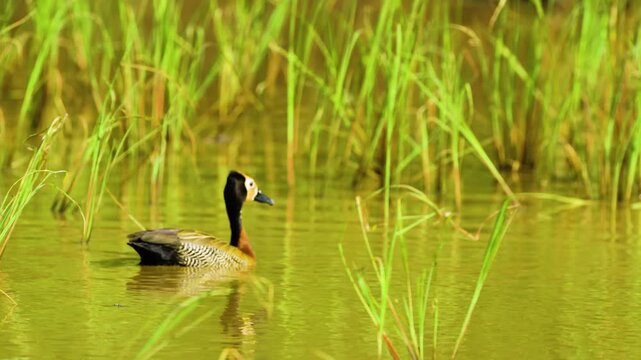 A white-faced whistling ducks (Dendrocygna viduata) floating on water in a lake in forest.