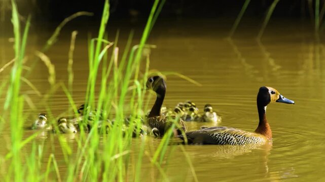 A family of white-faced whistling ducks (Dendrocygna viduata) floating in a lake in south africa.