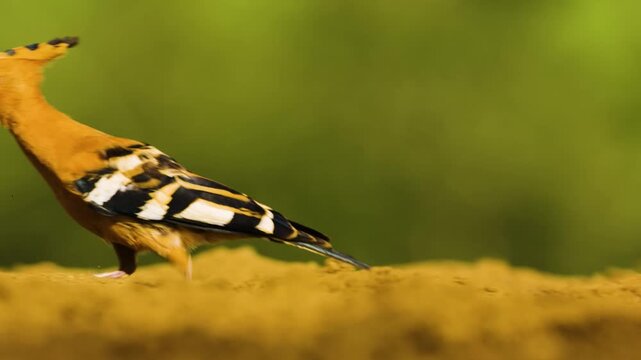 Portrait of an African hoopoe (Upupa africana) Foraging on ground.