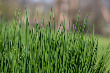 Abstract texture view of emerging green blades of edible garden chives (allium schoenoprasum) in springtime, with defocused background © Cynthia