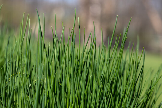 Abstract texture view of emerging green blades of edible garden chives (allium schoenoprasum) in springtime, with defocused background