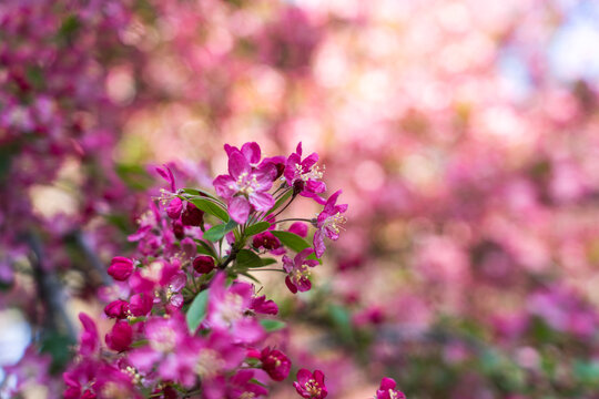 View of vibrant pink cherry blossoms in full bloom with a soft bokeh background of flowering trees in Central Park New York, New York, United States.