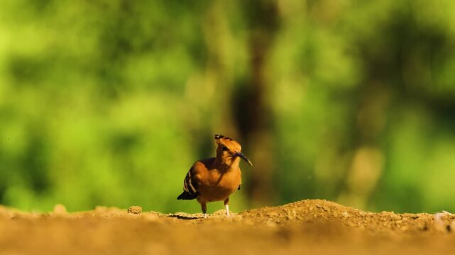 Portrait of an African hoopoe (Upupa africana) Foraging on ground.