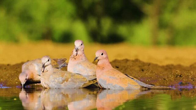 African Laughing dove (Spilopelia senegalensis) and cape starling (Lamprotornis nitens) in one frame.