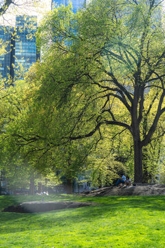 View of Central Park with people sitting on a rock under a large leafy tree and skyscrapers in the background New York, New York, United States.