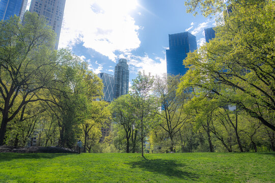 View of Central Park featuring a lush green lawn and vibrant spring trees with skyscrapers in the background under a bright sunny sky in New York, New York, United States.