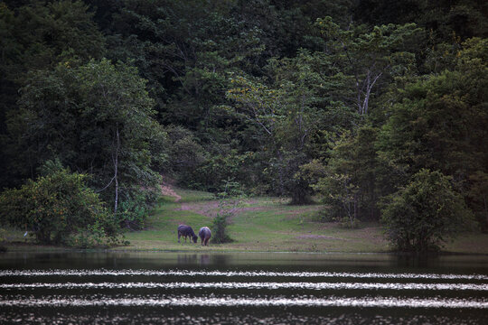 Natural landscape with a water buffalo near still water, reflecting tranquility, wilderness, and ecological beauty