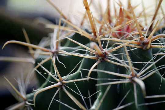 Ferocactus is commonly known as a barrel cactus, characterized by its distinct spiny structure