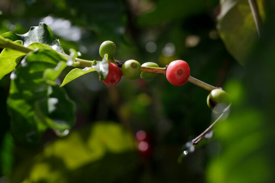 Coffee cherries at peak ripeness on a tropical plantation