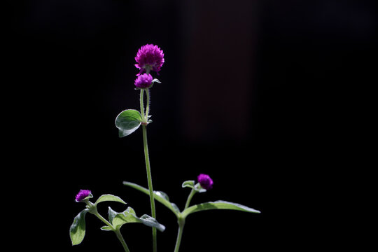 Gomphrena globosa flowers bloom in a garden isolated on black background
