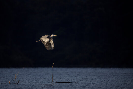 Great Blue Heron flying across a lake