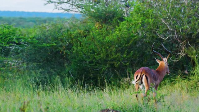 Footage of an impala or rooibok (Aepyceros melampus) with red-billed oxpecker (Buphagus erythrorynchus) sitting on his body. South Africa.