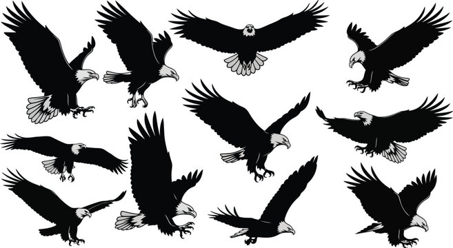 Soaring birds silhouette collection a dramatic avian display