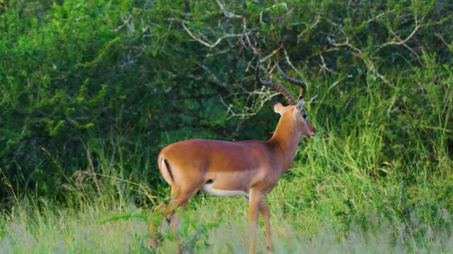 Footage of an impala or rooibok (Aepyceros melampus) in south africa.