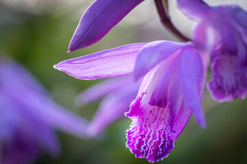 Naklejka premium シラン（紫蘭）の花のクローズアップと繊細なディテール Close-up of Chinese Ground Orchid with Delicate Details