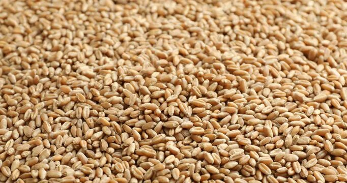 Dry wheat grains falling onto pile, closeup