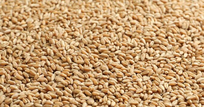 Pile of dry wheat grains as background, closeup
