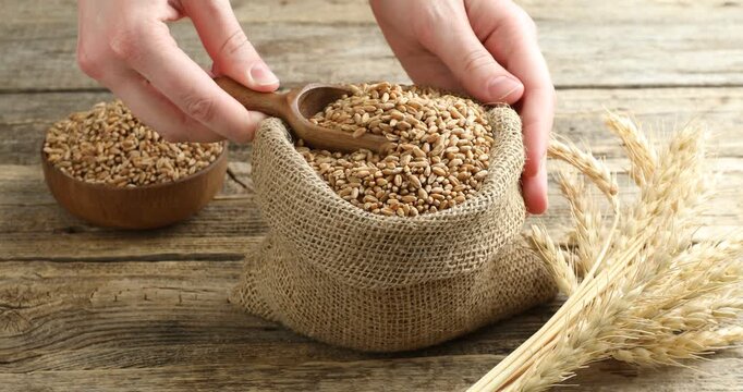 Woman taking wheat grains from burlap bag at wooden table, closeup