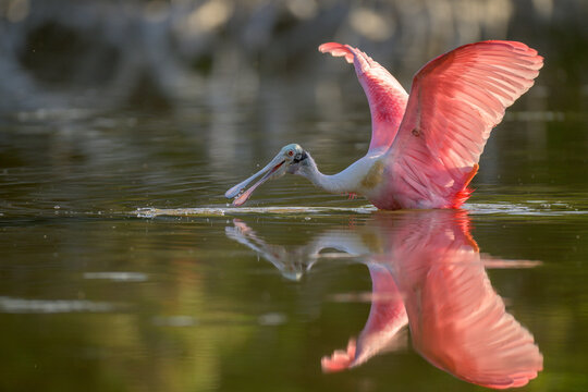 Roseate spoonbill in the water with open wings