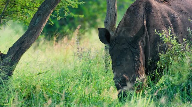 Close up of a white rhinoceros (Ceratotherium simum).