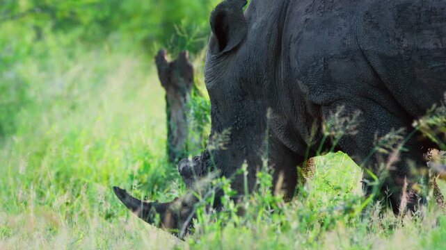 Close up of a white rhinoceros (Ceratotherium simum).