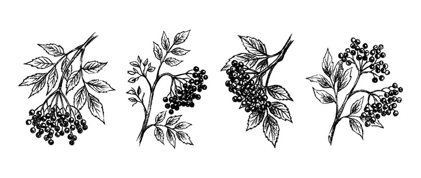 elderberry , chalk texture vector set