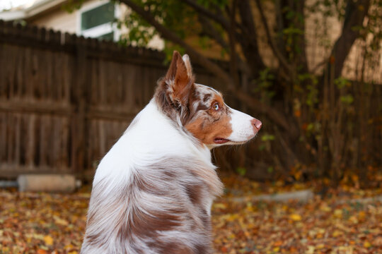 Australian Shepherd Dog Looking Over Shoulder in Autumn Backyard With Fallen Leaves