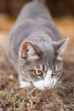 Focused Gray Tabby Cat Stalking Through Dry Grass Close-Up