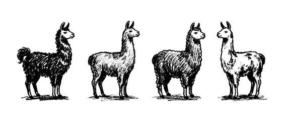 Fototapeta premium llama , chalk texture vector set