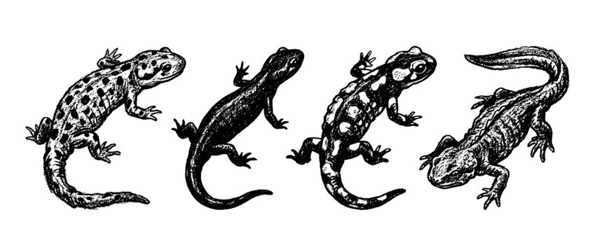 salamander , chalk texture vector set