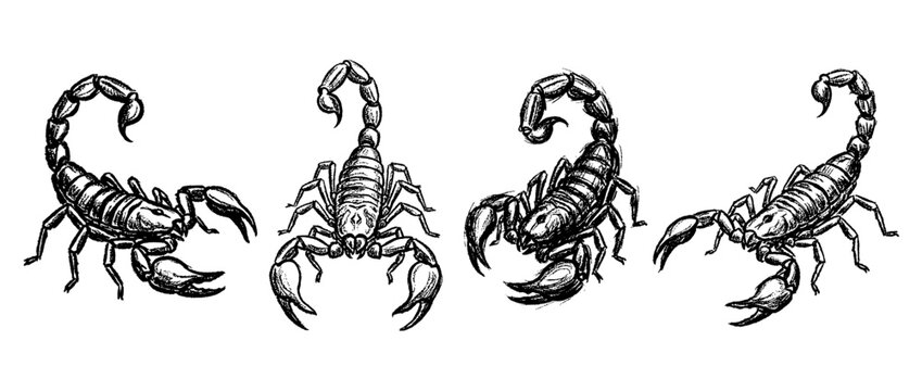 scorpion , chalk texture vector set