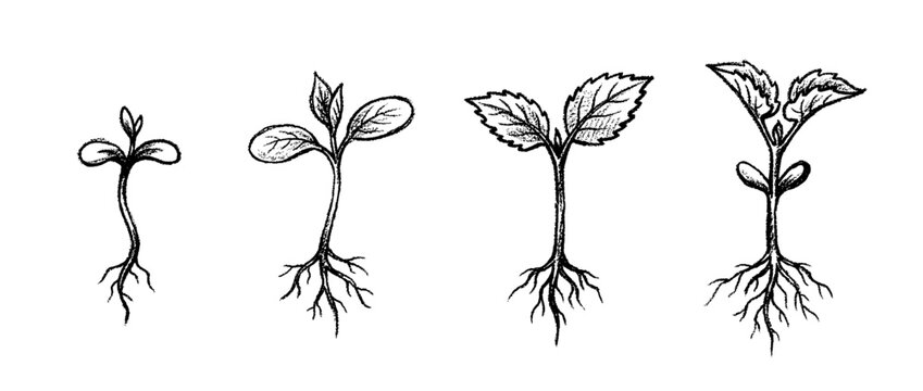 seedling , chalk texture vector set