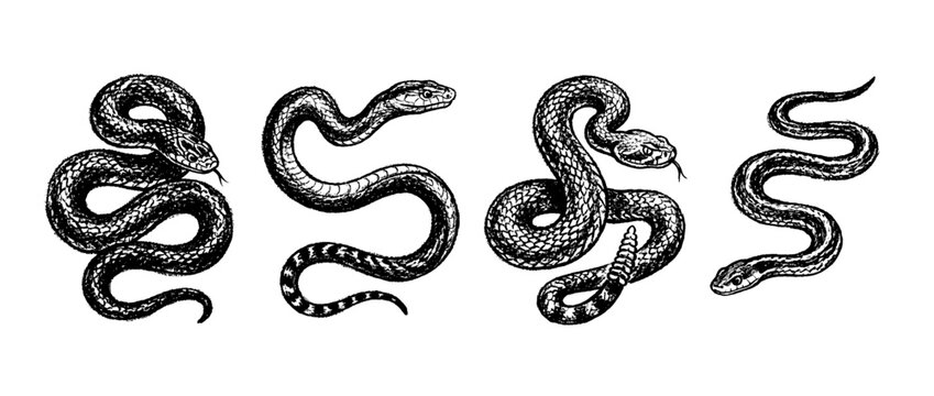 snake , chalk texture vector set