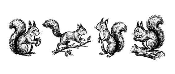 Obraz premium squirrel , chalk texture vector set