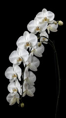 Delicate white orchid flowers with water droplets on black background © erna