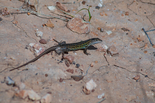 reptil