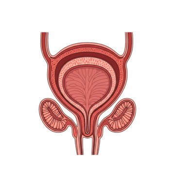 Detailed anatomical cross-section of a human urinary bladder, detrusor muscle, rugae, and seminal vesicles, in reds and pinks against a white background, a precise medical vector diagram