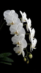 White orchids with water droplets on a black background © erna