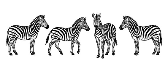 Obraz premium zebra , chalk texture vector set