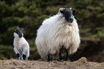 A female Newfoundland local sheep with its lamb. Both animals have white woolly, thick coats, dense curling fleece, long, narrow black faces, strong legs and the mother has horns.Both are in a pasture © Dolores  Harvey