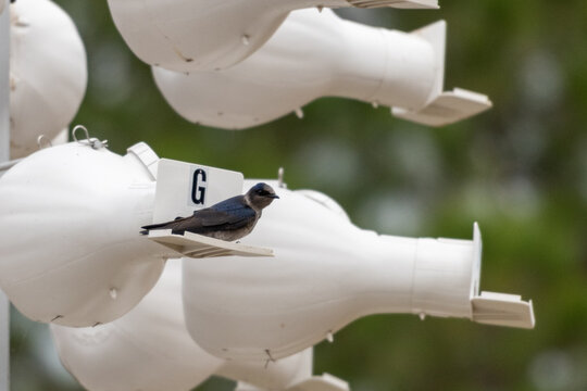 An adult purple martin bird perched on the entrance to an artificial nesting compartment in the shape of a gourd and made with white plastic. The steel blue glossy forked tail bird has dark eyes.