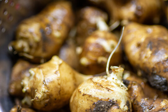 jerusalem artichoke tubers, a common plant in the permaculture or prepper communities