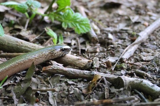 Slow Worm Among Leaf Litter