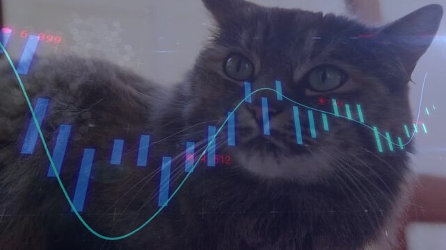 Finance candles sliding from left, tabby cat tracking waveform for data while hand appearing