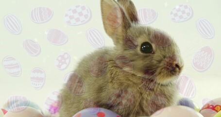 Sitting small brown rabbit in studio facing right on bedding, showing whiskers, pastel egg overlays © vectorfusionart