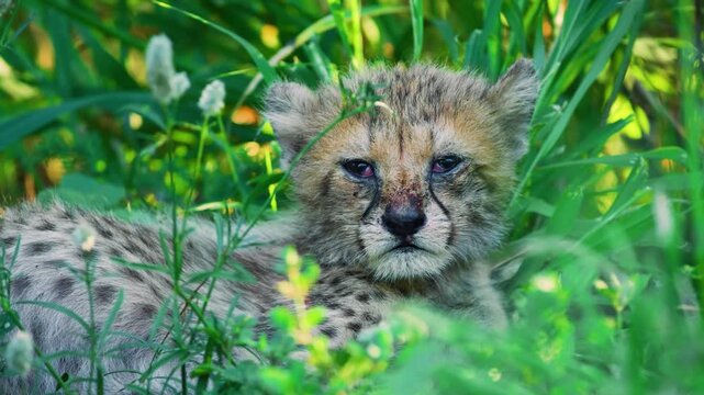 Epi shot of a new born South African Cheetah (Acinonyx jubatus) in forest.