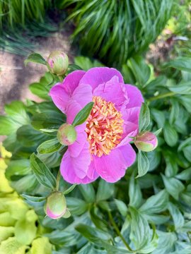 Close up of a vibrant Doreen Peony flower bloom