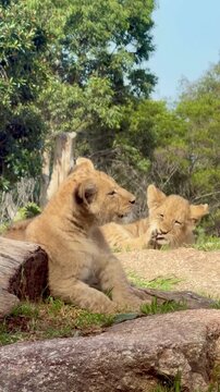 Group of Lions Sitting Relaxed &ndash; Peaceful Pride Behavior in Natural Habitat, 4K
