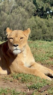 Lioness with Pride at Rest &ndash; Social Wildlife Scene in African Savannah