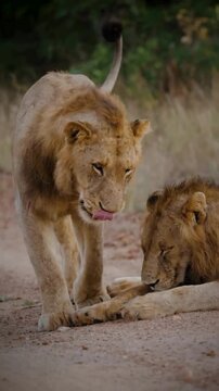 Lioness with Pride at Rest and play&ndash; Social Wildlife Scene in African Savannah